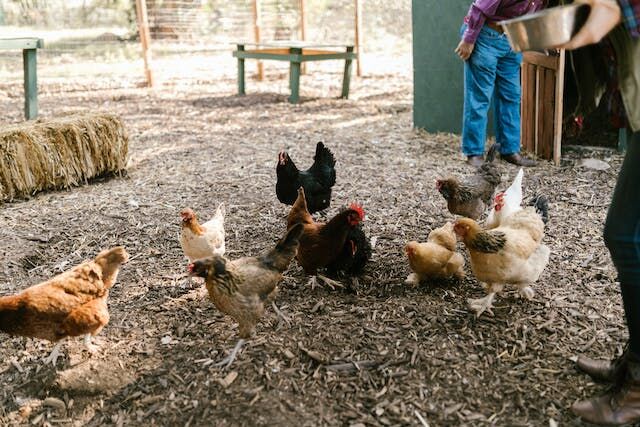 Chicken roam around coop with farmer in background